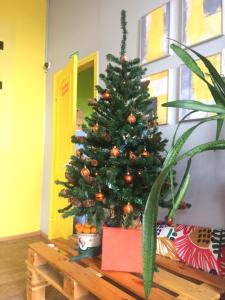 ロストフ・ナ・ドヌにあるオレンジ ホステルの木のテーブルに座るクリスマスツリー