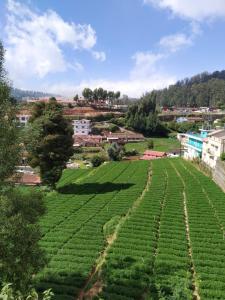 an overview of a tea plantation at Ooty Dormitories in Ooty