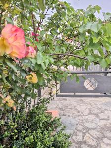 un arbusto con flores rosas y amarillas junto a un banco en Casa Il Giardino, en Orosei