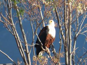 a bald eagle perched in a tree at Springfontein Wine Estate Stanford River Lodge in Stanford