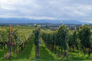 een wijngaard met een bos groene druiven bij Weingut Landmann Ferienwohnungen in Freiburg im Breisgau