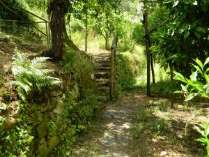 サンタニェッロにあるGli Ulivi Agriturismoの塀と木の林道