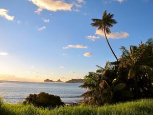 una palmera en una playa con el océano en Beachcomber Lodge, en Lord Howe