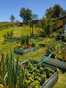 a garden with several boxes of plants in the grass at Kerikeri Blue Chair B&B in Kerikeri