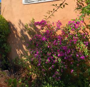 A garden outside Casa MìMì