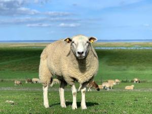 a sheep standing in a field of grass at Hotel Küstenklang - FREE Parking by ANS in Carolinensiel