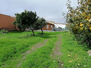 a dirt road in a grassy yard with a tree at Casa Rural Cho Agustin in Erjos-El Tanque