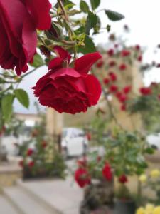 a bunch of red roses hanging from a building at Peace Stone House in Goreme