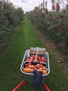 um carrinho cheio de maçãs num pomar de maçãs em Ferienwohnung Deichapfel im Alten Land (Jork) em Jork