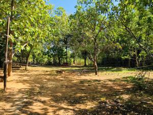 un campo de tierra con árboles en un bosque en New Dambulla City Hostel en Dambulla