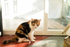 Huéspedes con una o varias mascotas en HELLO Make Yourself at Home