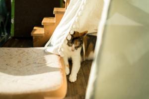 Huéspedes con una o varias mascotas en HELLO Make Yourself at Home