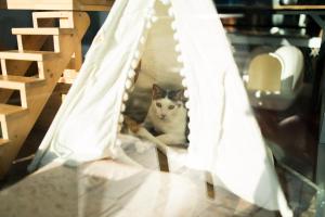 Huéspedes con una o varias mascotas en HELLO Make Yourself at Home