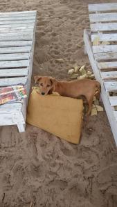 a dog laying in a box on the beach at Feel Free Lodge in Jinack Island