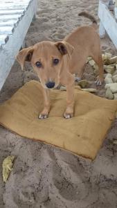 ein kleiner brauner Hund, der auf einem Stück Pappe steht in der Unterkunft Feel Free Lodge in Jinack Island