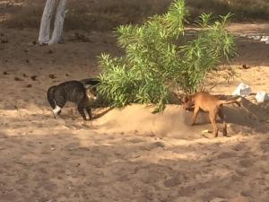 um gato e um gato brincando na areia em Feel Free Lodge em Jinack Island