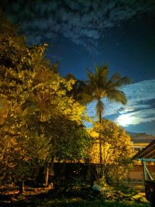a group of palm trees at night with the sky at Toka do NIKO in Ilhabela