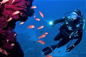 a person in the water with a light on a group of fish at Monterosso al Mare 20 in Monterosso al Mare