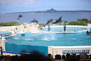 a group of dolphins jumping in the water at もとぶいこいの宿 やまちゃん in Motobu