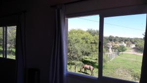 a horse standing in a field outside a window at Departamento Sinsacate in Sinsacate