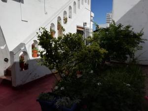 a group of plants on the side of a building at Bed & Breakfast Pleno Centro EN CASA PARTICULAR in San Luis