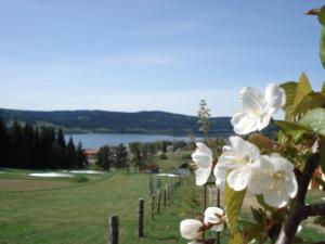 a field with a bunch of white flowers on top of it at Villapark Lipno Dreams in Lipno nad Vltavou