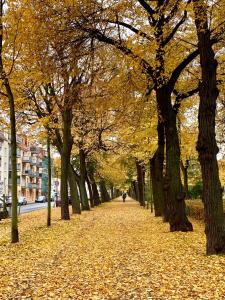 a tree lined sidewalk with yellow leaves on the ground at Viadrina Rooms & Apartments Frankfurt-Oder am Park im Zentrum in Frankfurt Oder