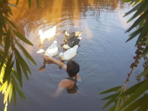 a woman in the water looking at ducks in the water at Thandamanzi Self Catering in Sabie