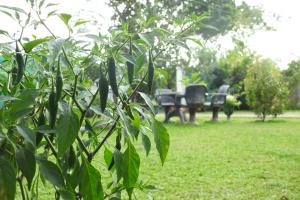 a view of a park with chairs and a tree at Hotel Nimjaya in Udawalawe