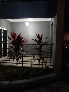 two palm trees on a porch at night at Maison Romantique in Kingston