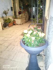 a plant in a blue planter in front of a store at Only for two Giumbabulla in Ragusa