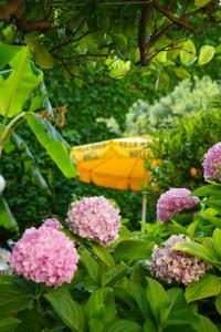 a bunch of pink flowers in a garden at Hotel Villa Maria & Apartment in Varazze