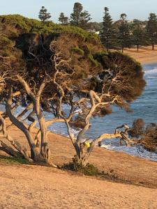 a tree on a sandy beach next to the water at At the Gallery in Torquay