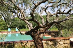 un árbol frente a una piscina de agua en Gite des amis Domaine de Mas Caron, en Caromb
