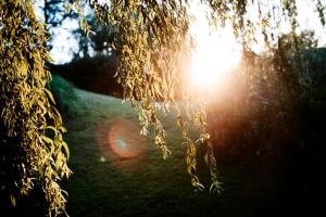 a view of the sun shining through the leaves of a tree at Seehotel Töpferhaus in Alt Duvenstedt