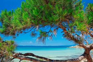 a view of a beach through a tree at Kissos Apartments in Vourvourou
