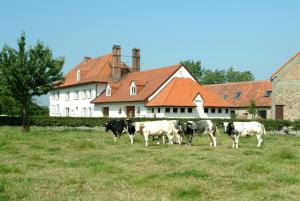 a group of cows standing in a field in front of a house at Holiday Home De Colve in Bruges