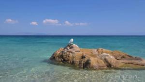 a bird sitting on a rock in the ocean at Kissos Apartments in Vourvourou