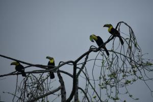 two birds perched on top of a tree branch at Hotel Roca Negra Del Arenal in Fortuna
