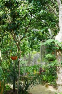 Κήπος έξω από το El Paraiso Posada Finca San Vicente