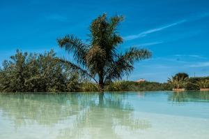 a palm tree in the middle of a body of water at Relais Casina Miregia in Menfi