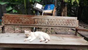 a white cat laying on top of a wooden bench at Baan Rare Guesthouse in Udon Thani