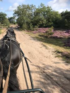 un caballo tirando de un carro por un camino de tierra en Hoeve Den Anholt, en Ruinen