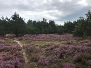 een veld vol paarse bloemen en bomen bij Hoeve Den Anholt in Ruinen