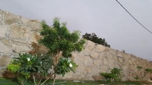 a stone wall with trees and white flowers at شاليهات العرسان بمسبح وبدون مسبح بمحايل عسير ترقش in Turghush