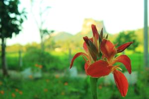Giardino di Lucky Villa Sigiriya