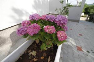 Zahrada ubytování Apartments Klaudija