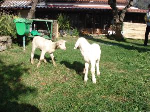 two sheep standing in the grass in a yard at Agriturismo La Vecchia Dolceacqua in Dolceacqua