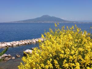 une brousse avec des fleurs jaunes à côté d'une masse d'eau dans l'établissement Esperidi Resort, à Sant'Agnello