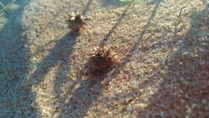 a group of small plants on the sand at Casa Pedro in Búzios